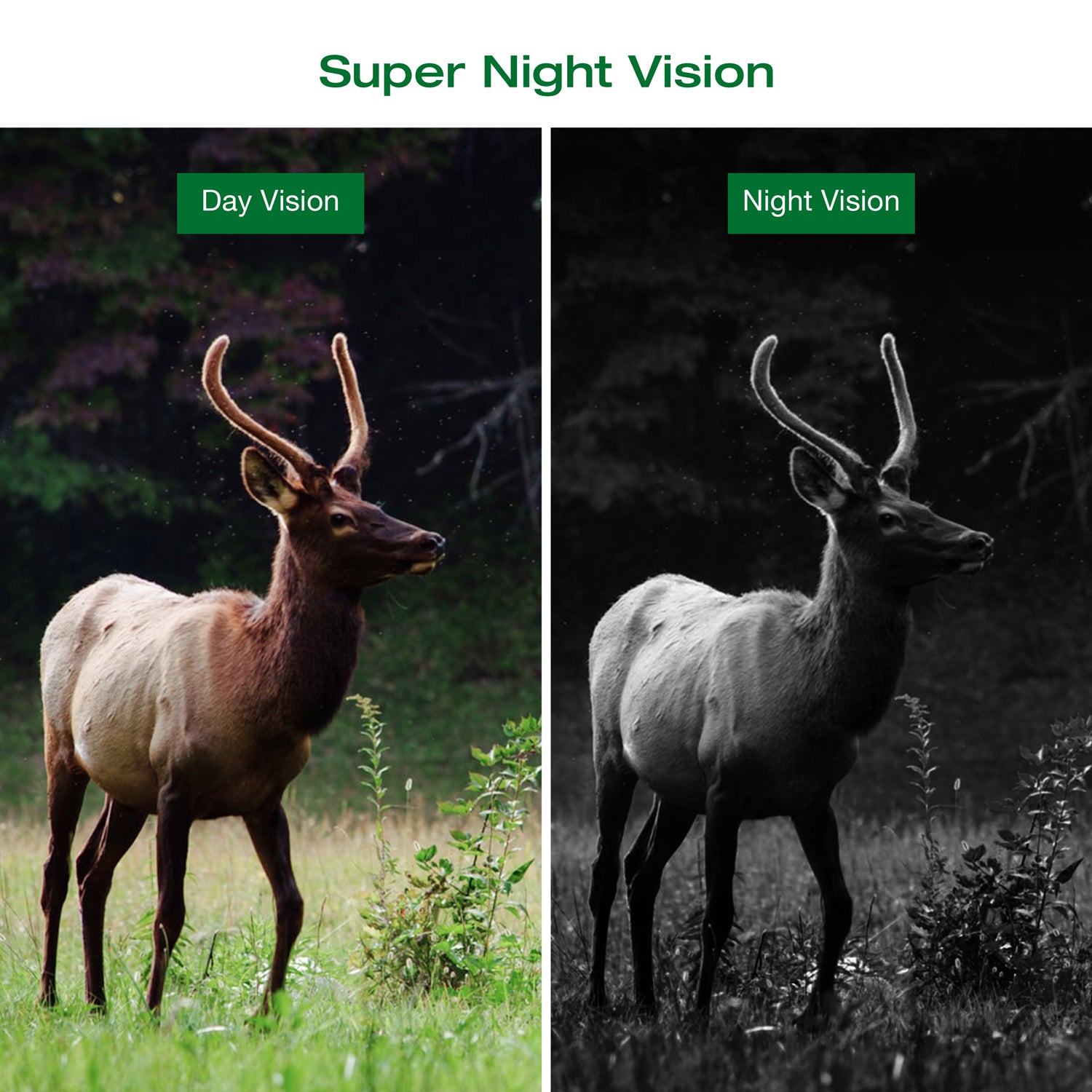 toguard mini wildlife camera